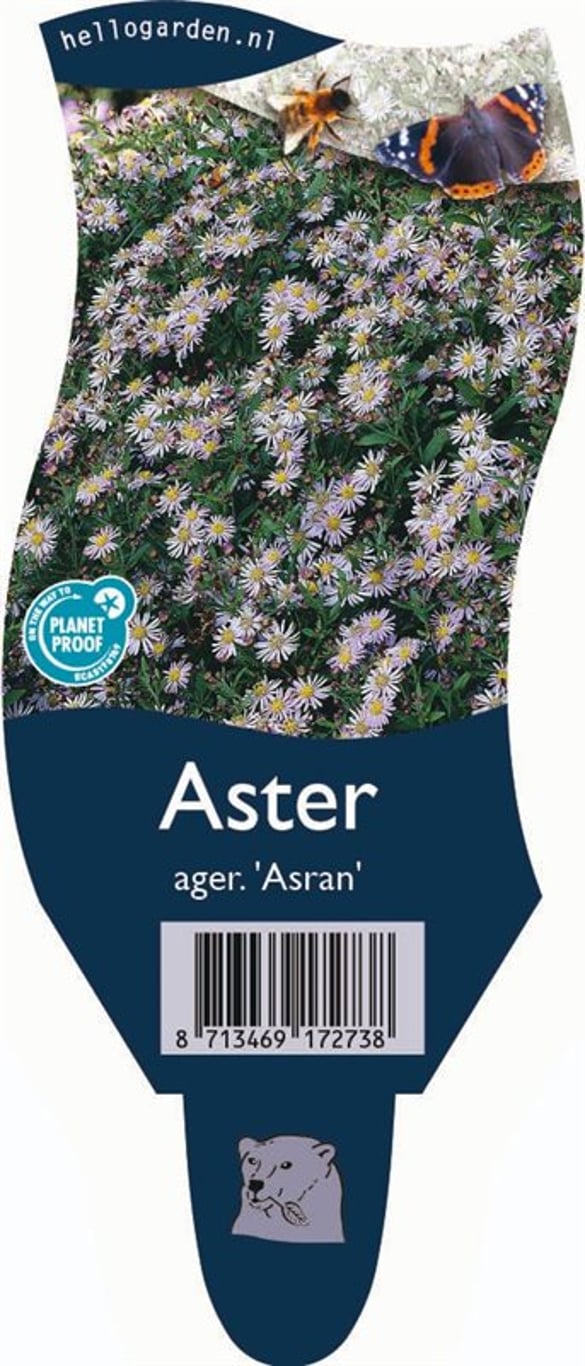 Aster ageratoides 'Asran' - P11